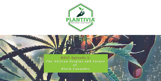 The African Origins and Future of Black Cannabis